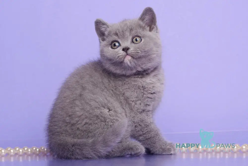 Nona British Shorthair female blue tortie live animals