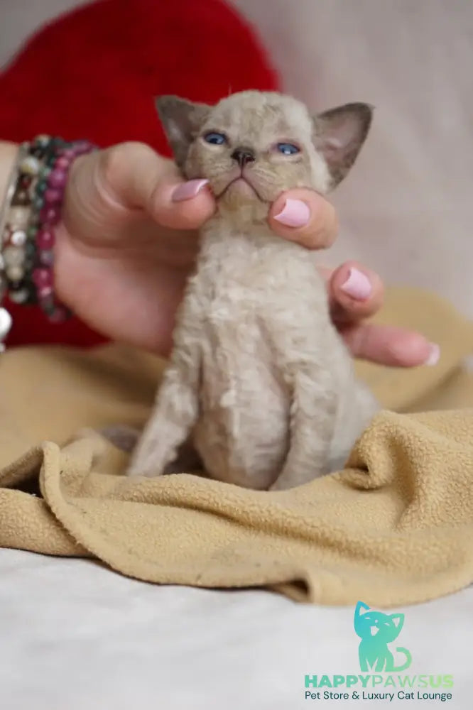 Nona Devon Rex female chocolate pointed - live animals
