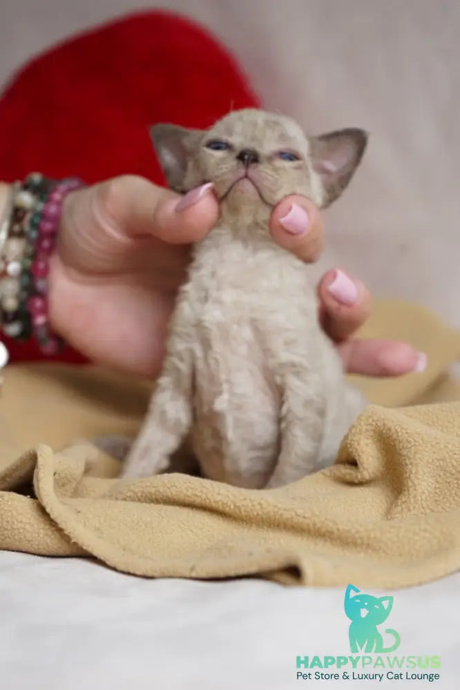 Nona Devon Rex female chocolate pointed - live animals