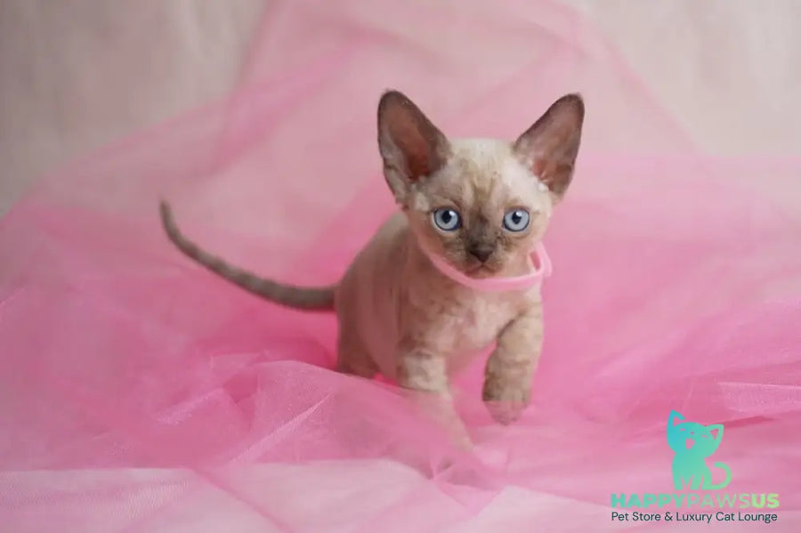 Nona Devon Rex female chocolate pointed - live animals