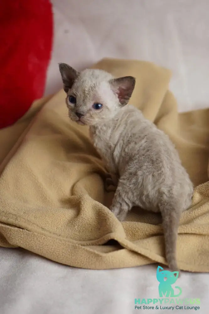 Nona Devon Rex female chocolate pointed - live animals