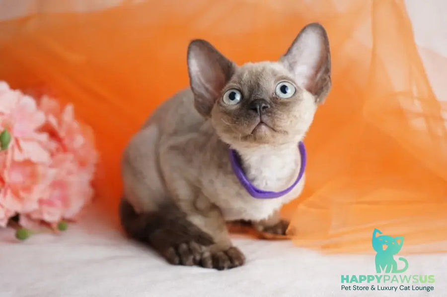 Nona Devon Rex female chocolate pointed - live animals