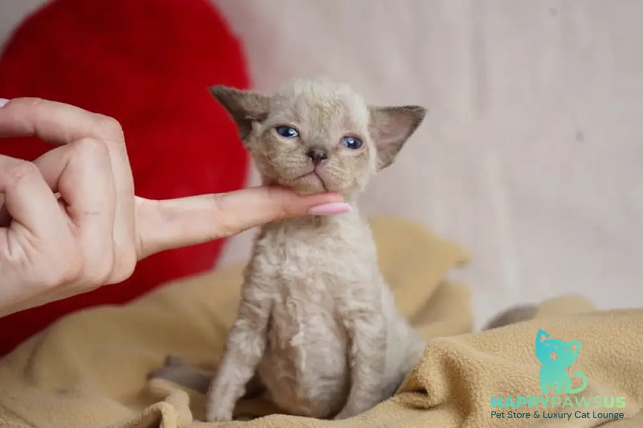 Nona Devon Rex female chocolate pointed - live animals