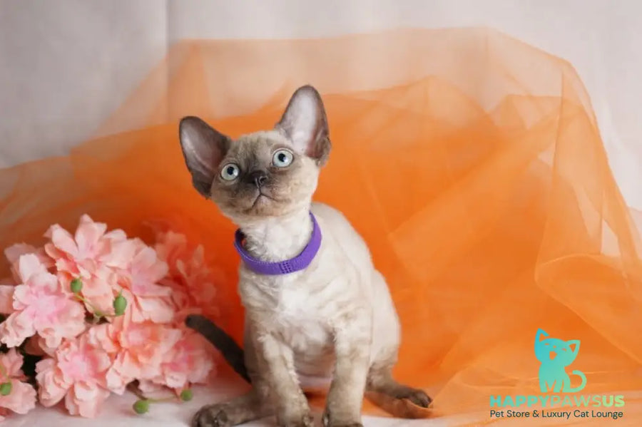Nona Devon Rex female chocolate pointed - live animals