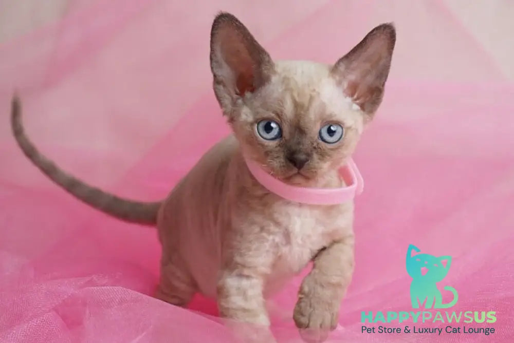 Nona Devon Rex female chocolate pointed - live animals