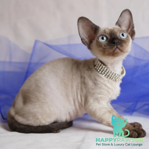 Nona Devon Rex female chocolate pointed - live animals