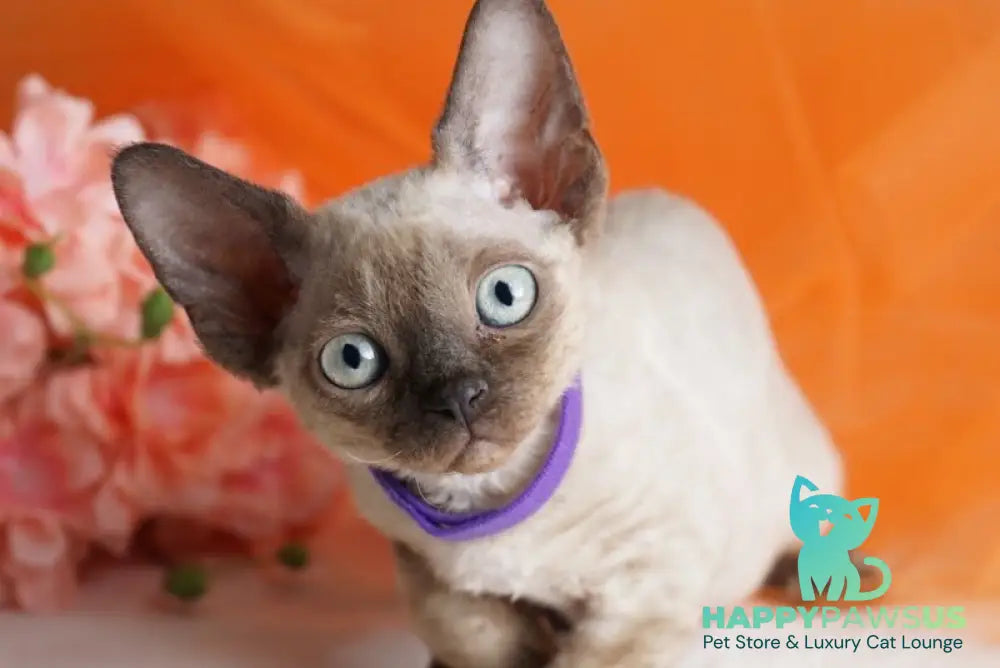 Nona Devon Rex female chocolate pointed - live animals