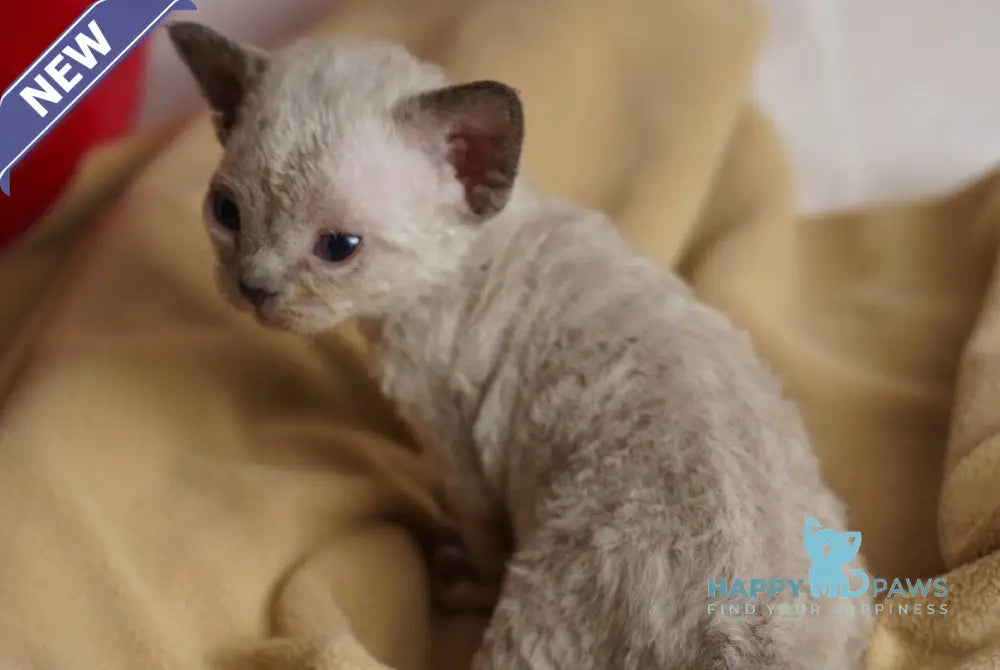 Nona Devon Rex female chocolate pointed - live animals