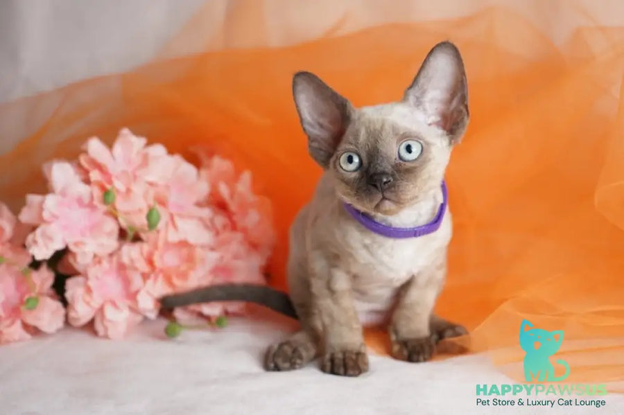 Nona Devon Rex female chocolate pointed - live animals