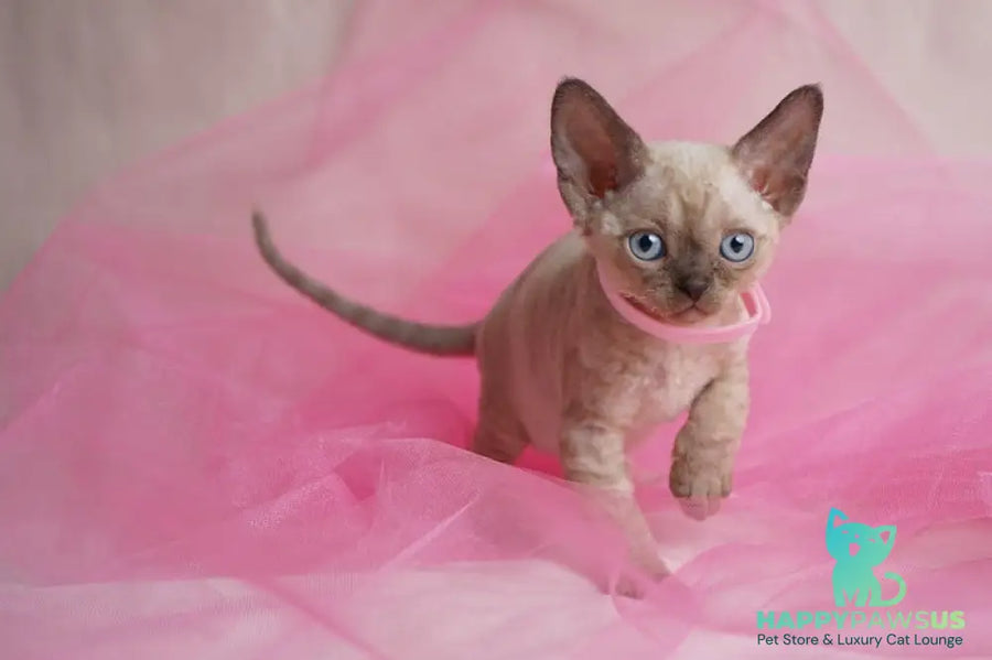 Nona Devon Rex female chocolate pointed - live animals