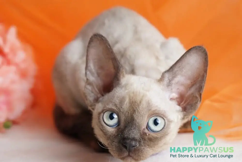 Nona Devon Rex female chocolate pointed - live animals
