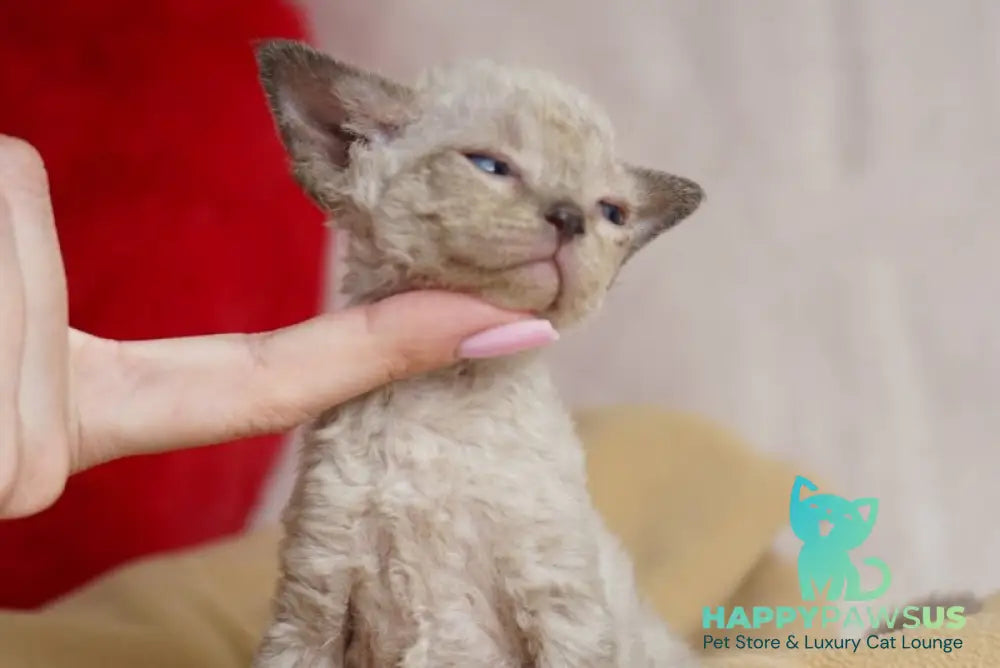 Nona Devon Rex female chocolate pointed - live animals