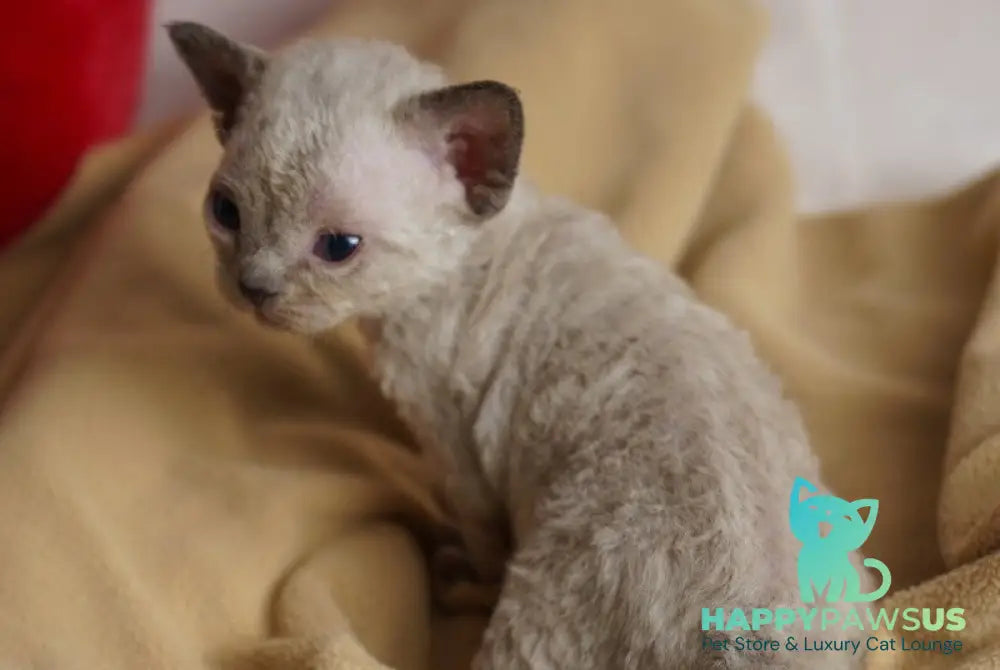 Nona Devon Rex female chocolate pointed - live animals