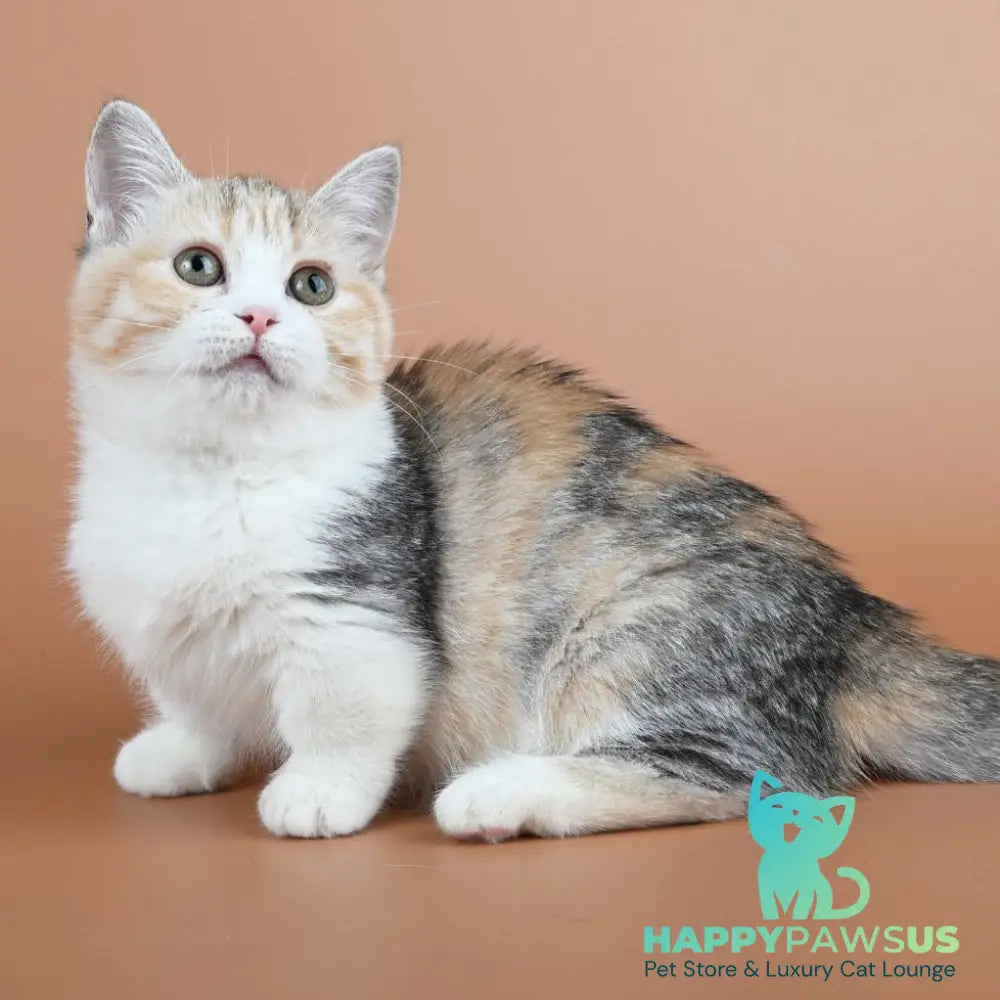 Nona Munchkin female black tortie ticked tabby bicolour - live animals