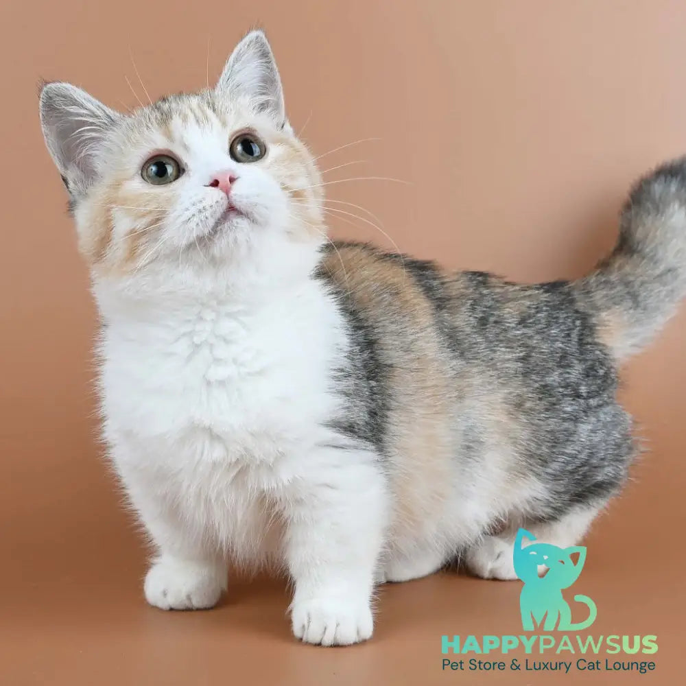 Nona Munchkin female black tortie ticked tabby bicolour - live animals