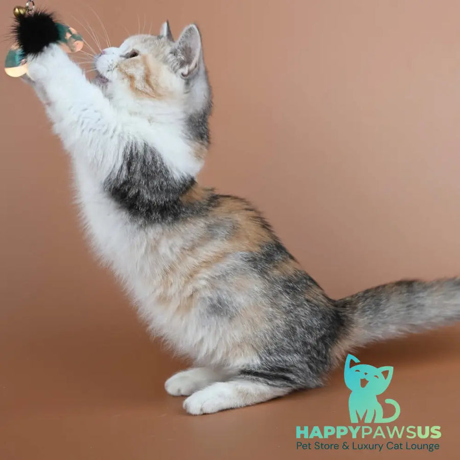 Nona Munchkin female black tortie ticked tabby bicolour - live animals