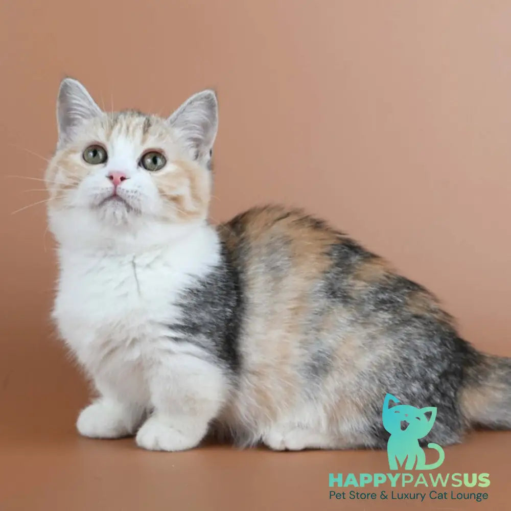 Nona Munchkin female black tortie ticked tabby bicolour - live animals