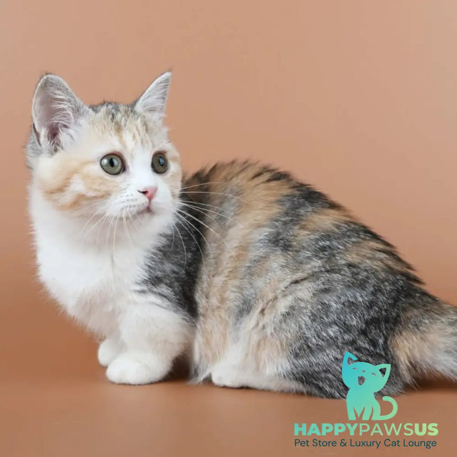 Nona Munchkin female black tortie ticked tabby bicolour - live animals