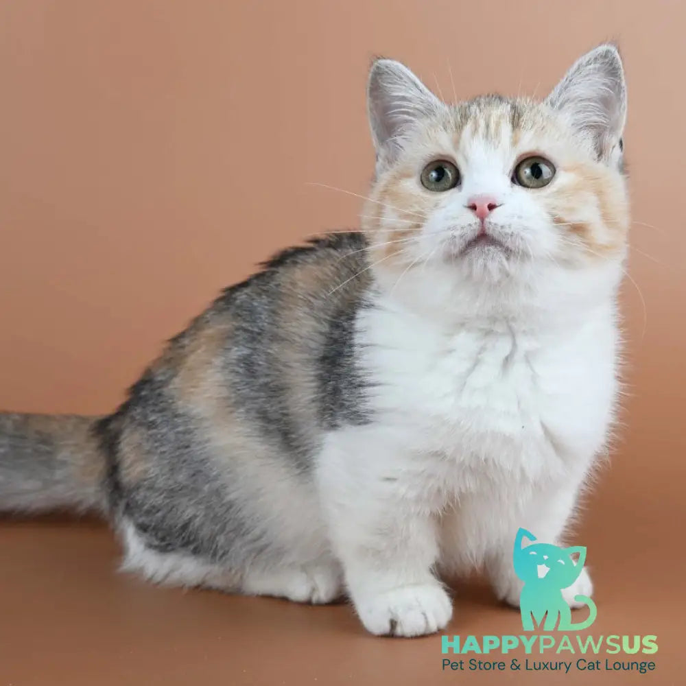 Nona Munchkin female black tortie ticked tabby bicolour - live animals