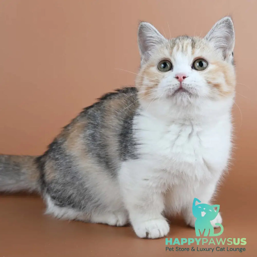 Nona Munchkin female black tortie ticked tabby bicolour - live animals