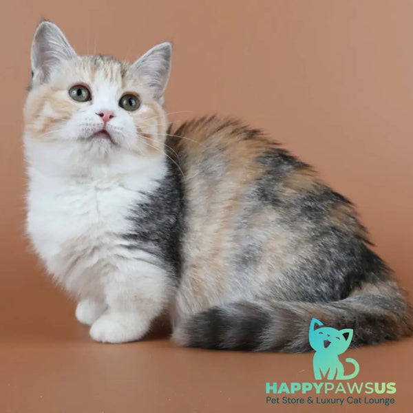 Nona Munchkin female black tortie ticked tabby bicolour - live animals
