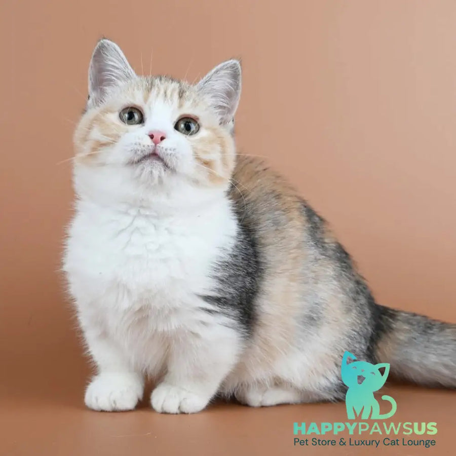 Nona Munchkin female black tortie ticked tabby bicolour - live animals
