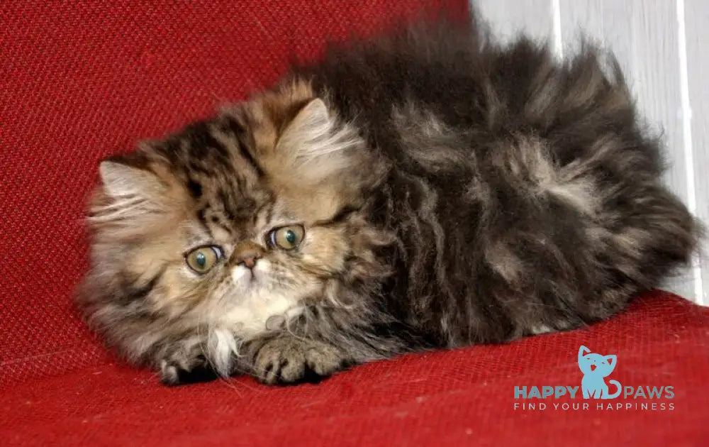 Nona Persian female black tortie tabby live animals
