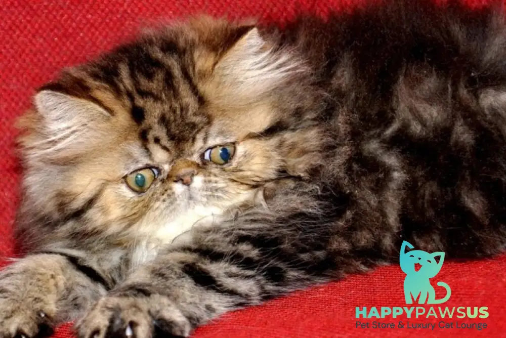 Nona Persian female black tortie tabby live animals