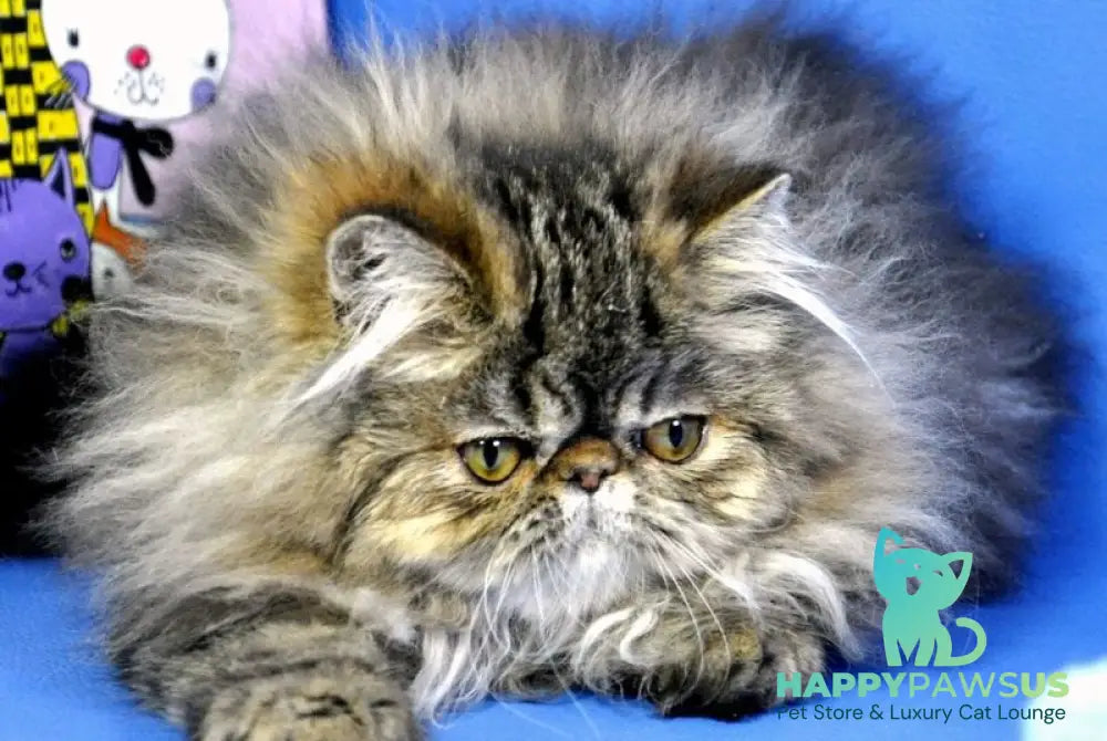 Nona Persian female black tortie tabby live animals