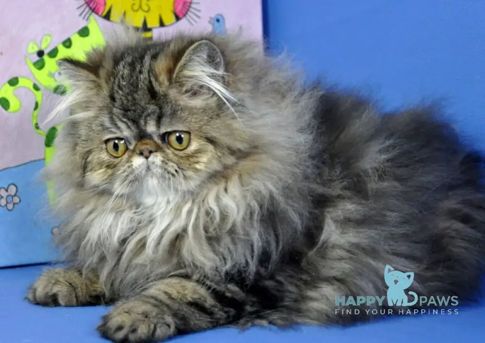 Nona Persian female black tortie tabby live animals