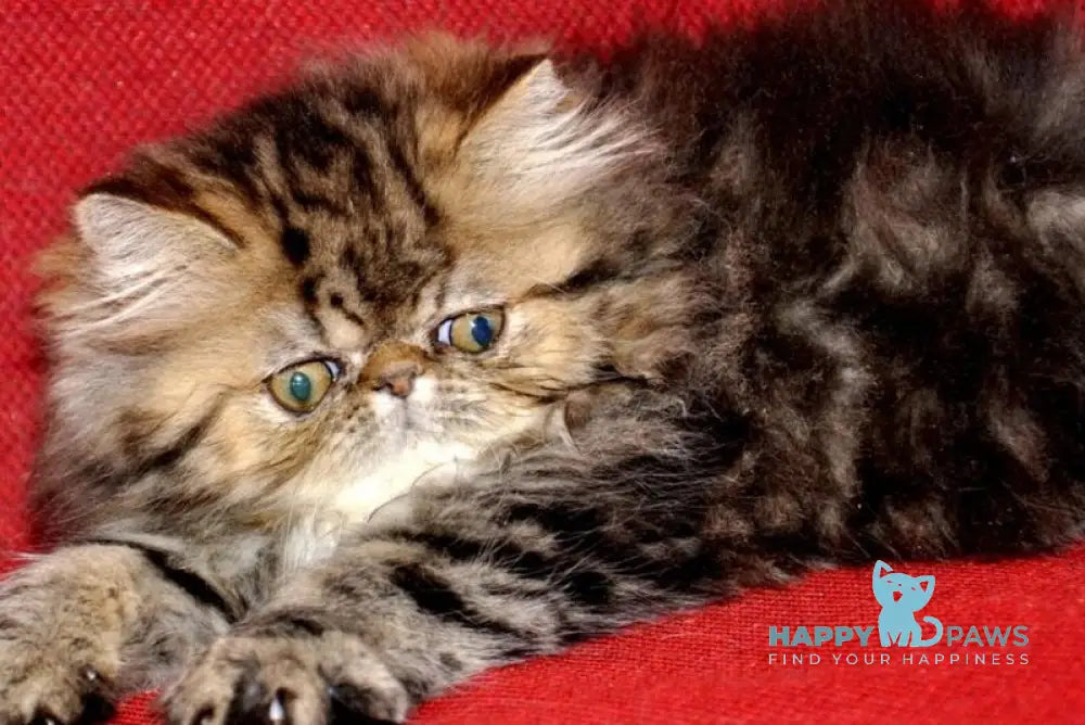 Nona Persian female black tortie tabby live animals