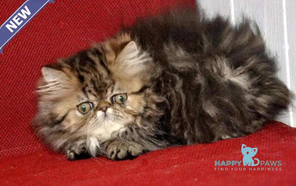 Nona Persian female black tortie tabby live animals