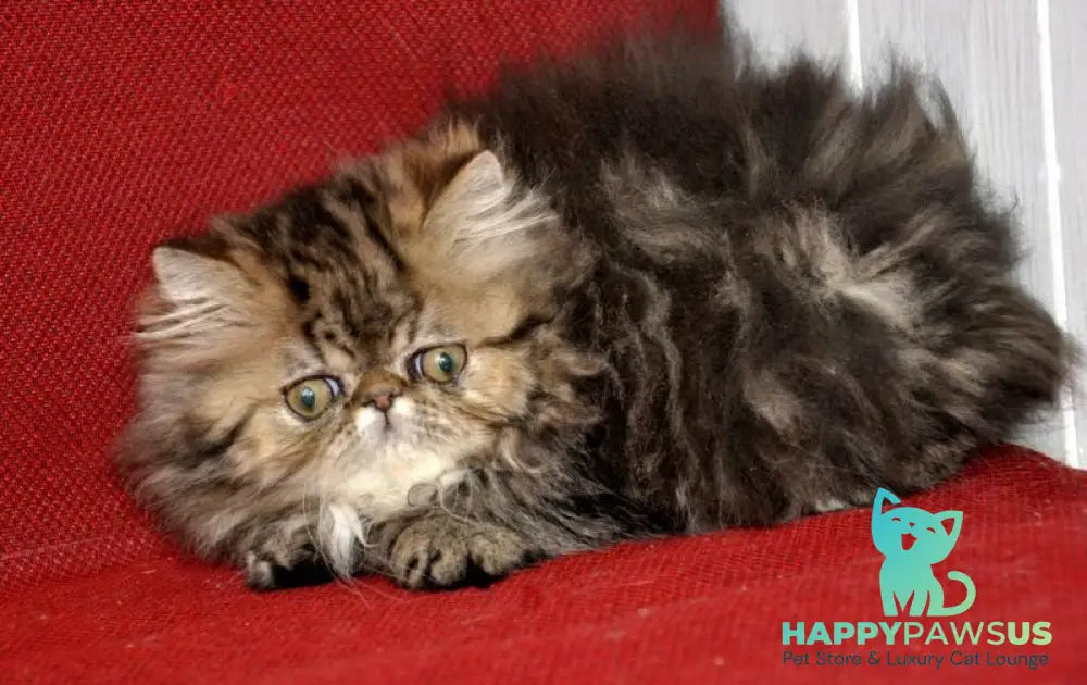 Nona Persian female black tortie tabby live animals