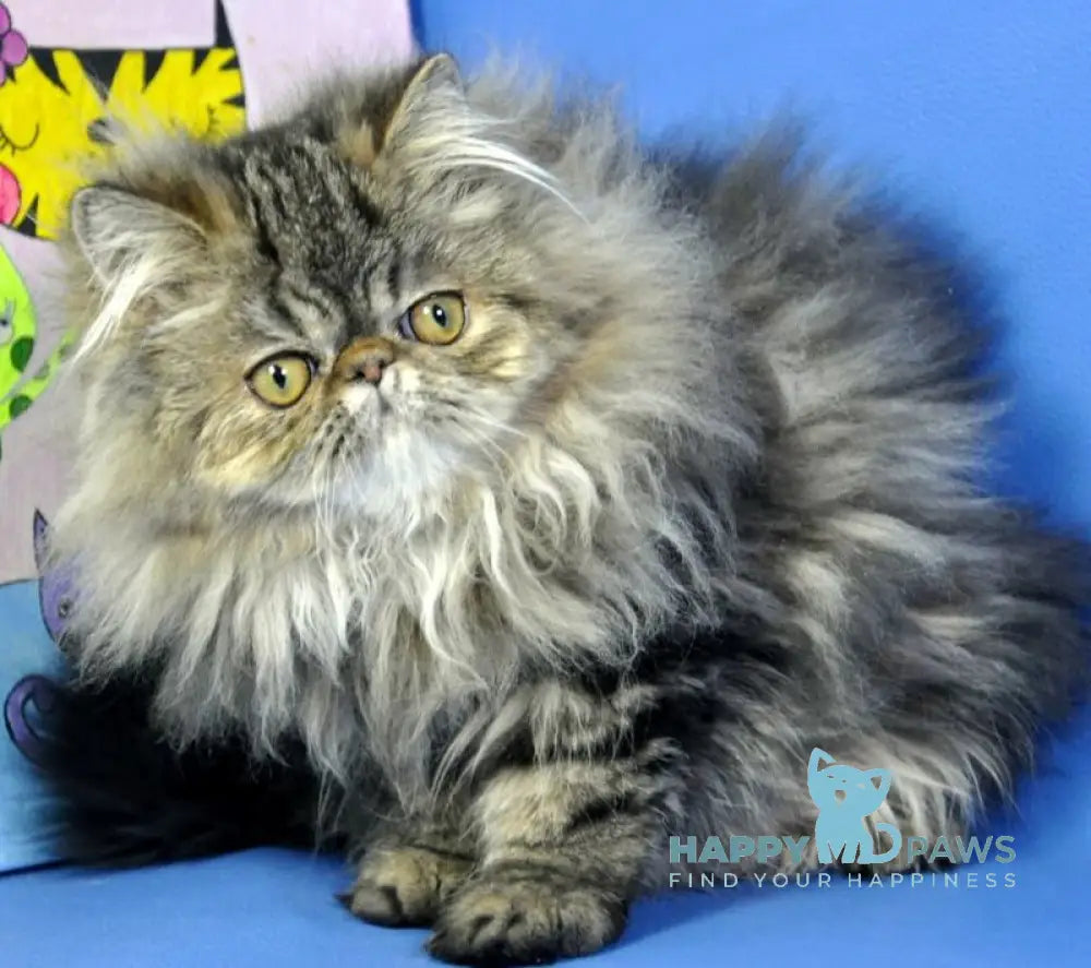 Nona Persian female black tortie tabby live animals