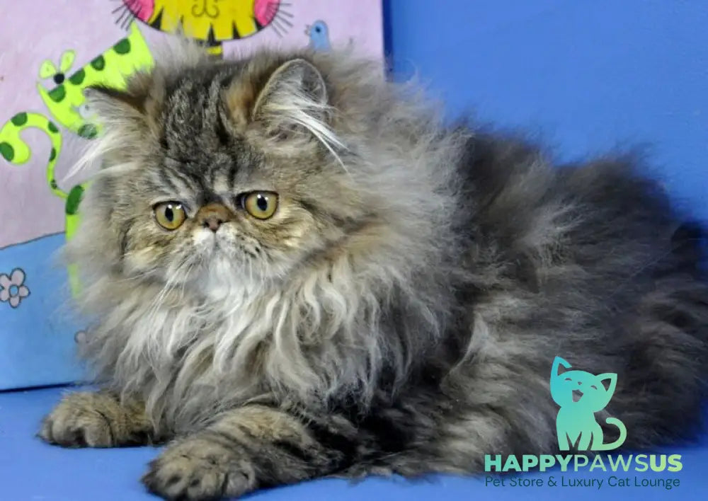 Nona Persian female black tortie tabby live animals