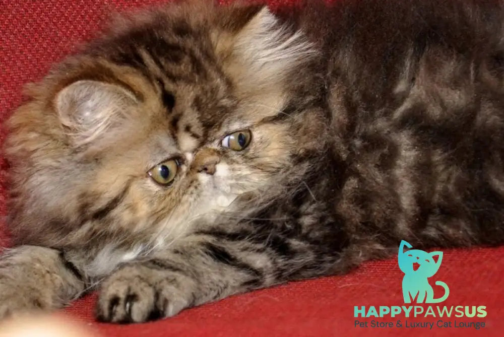 Nona Persian female black tortie tabby live animals