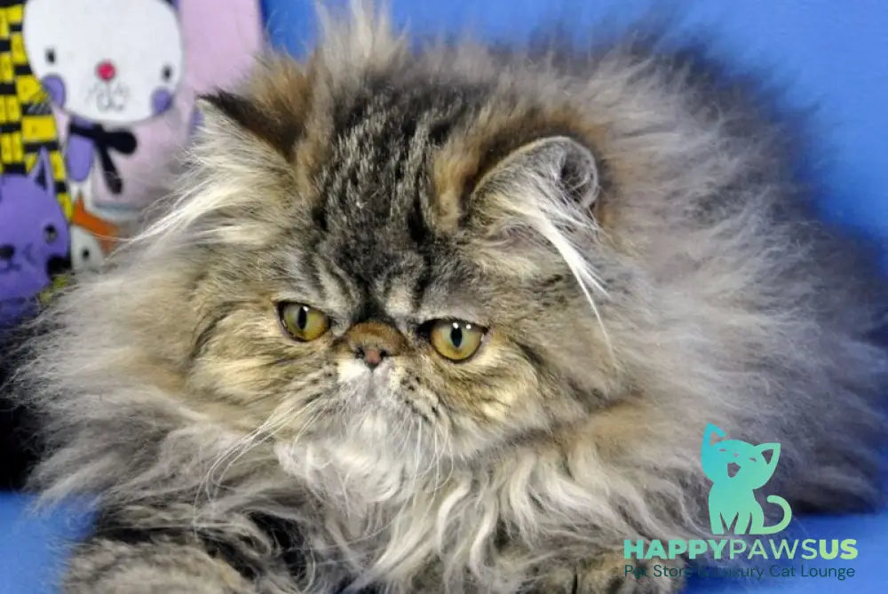Nona Persian female black tortie tabby live animals
