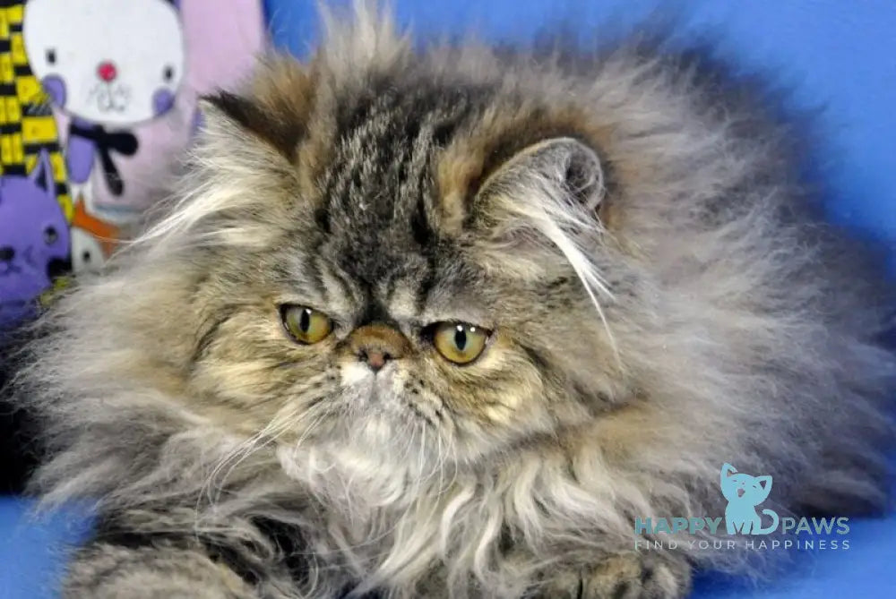 Nona Persian female black tortie tabby live animals