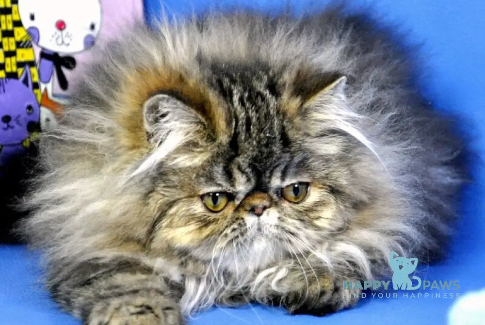 Nona Persian female black tortie tabby live animals