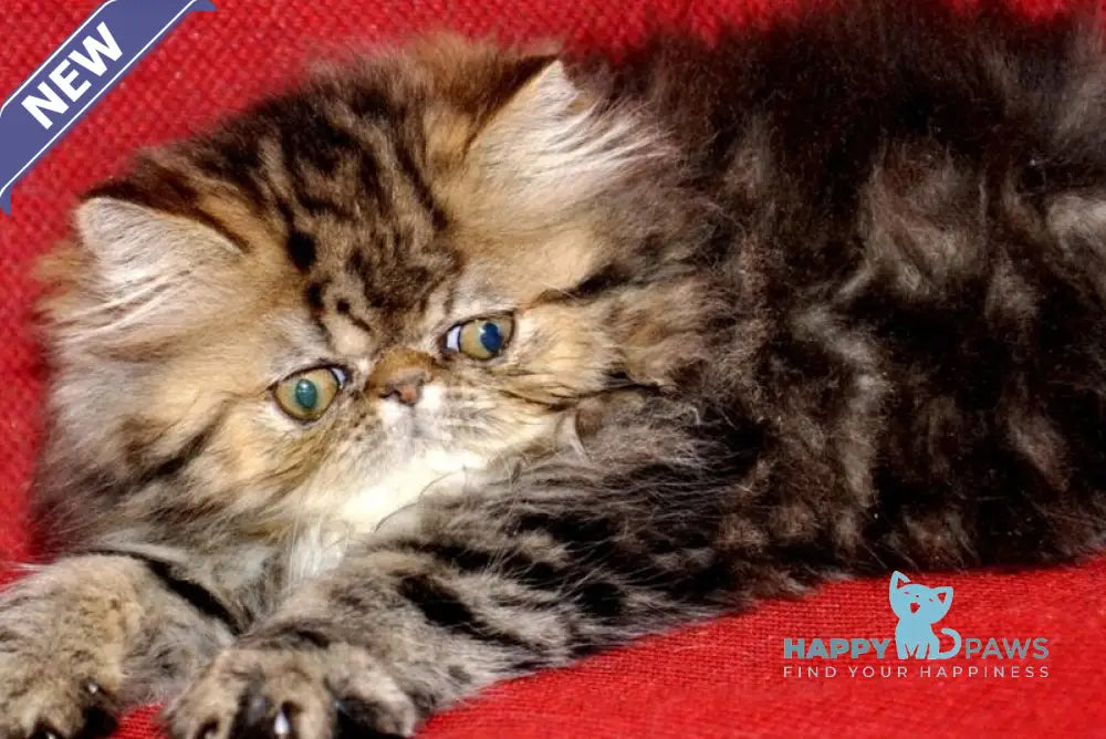 Nona Persian female black tortie tabby live animals