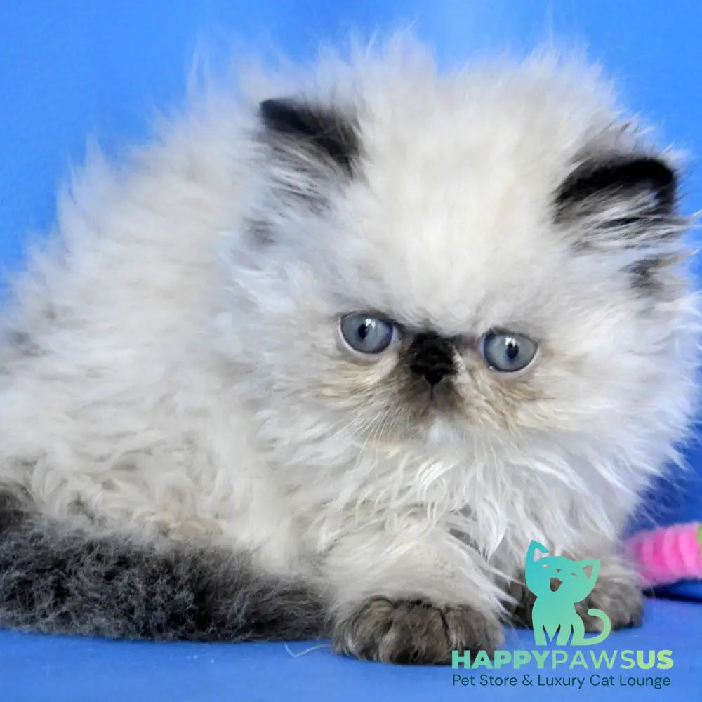 Nona Persian female black tortie tabby pointed - live animals
