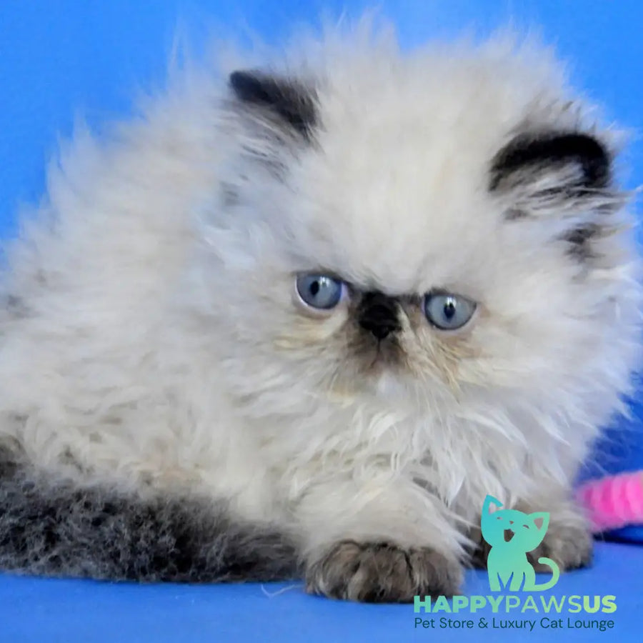 Nona Persian female black tortie tabby pointed - live animals