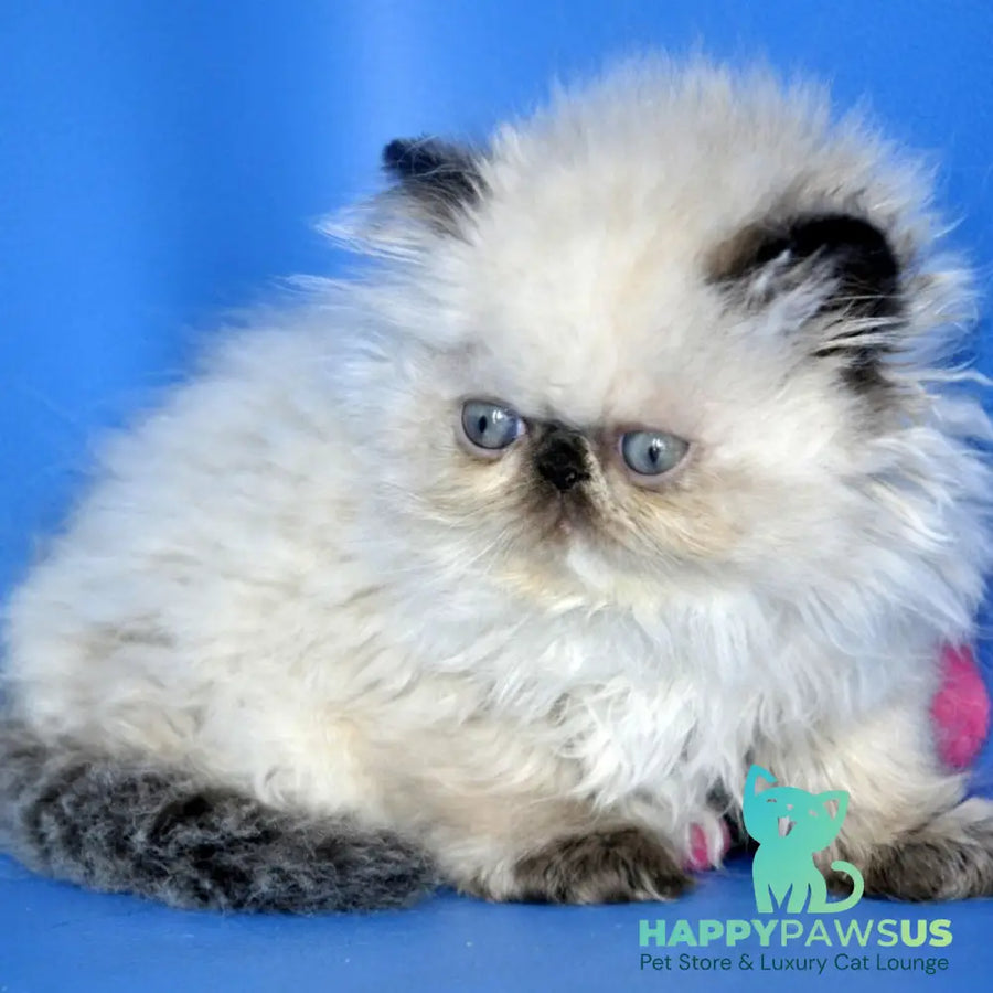 Nona Persian female black tortie tabby pointed - live animals