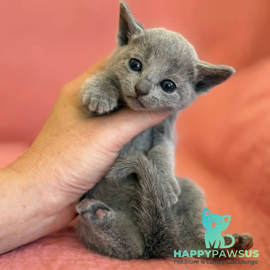 Nona Russian Blue female blue - live animals