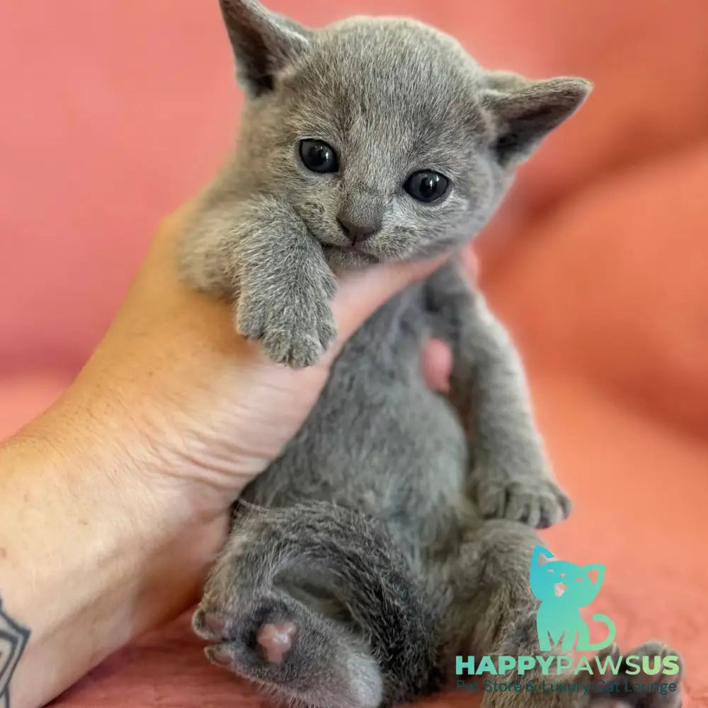 Nona Russian Blue female blue - live animals