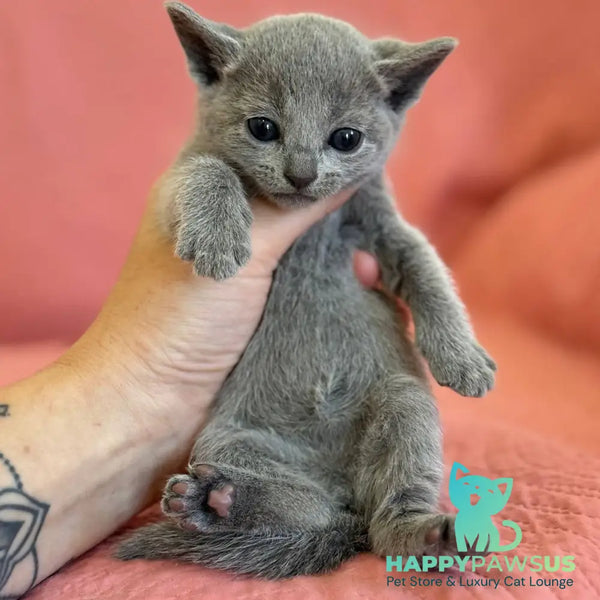 Nona Russian Blue female blue - live animals