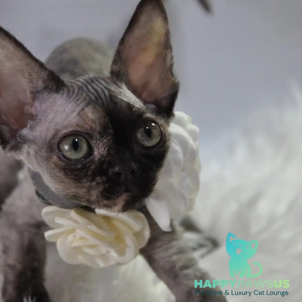 Nonna Devon Rex female black tortie - live animals