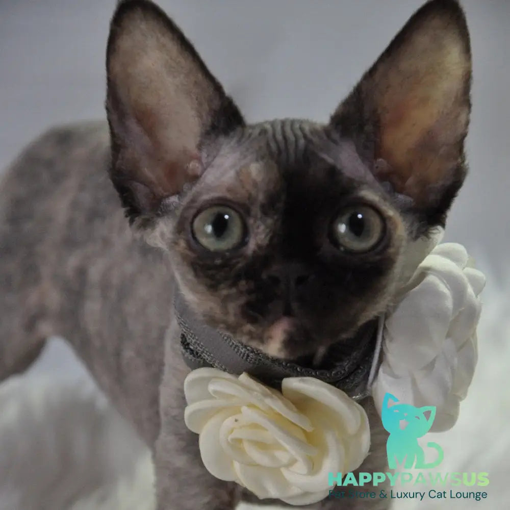 Nonna Devon Rex female black tortie - live animals