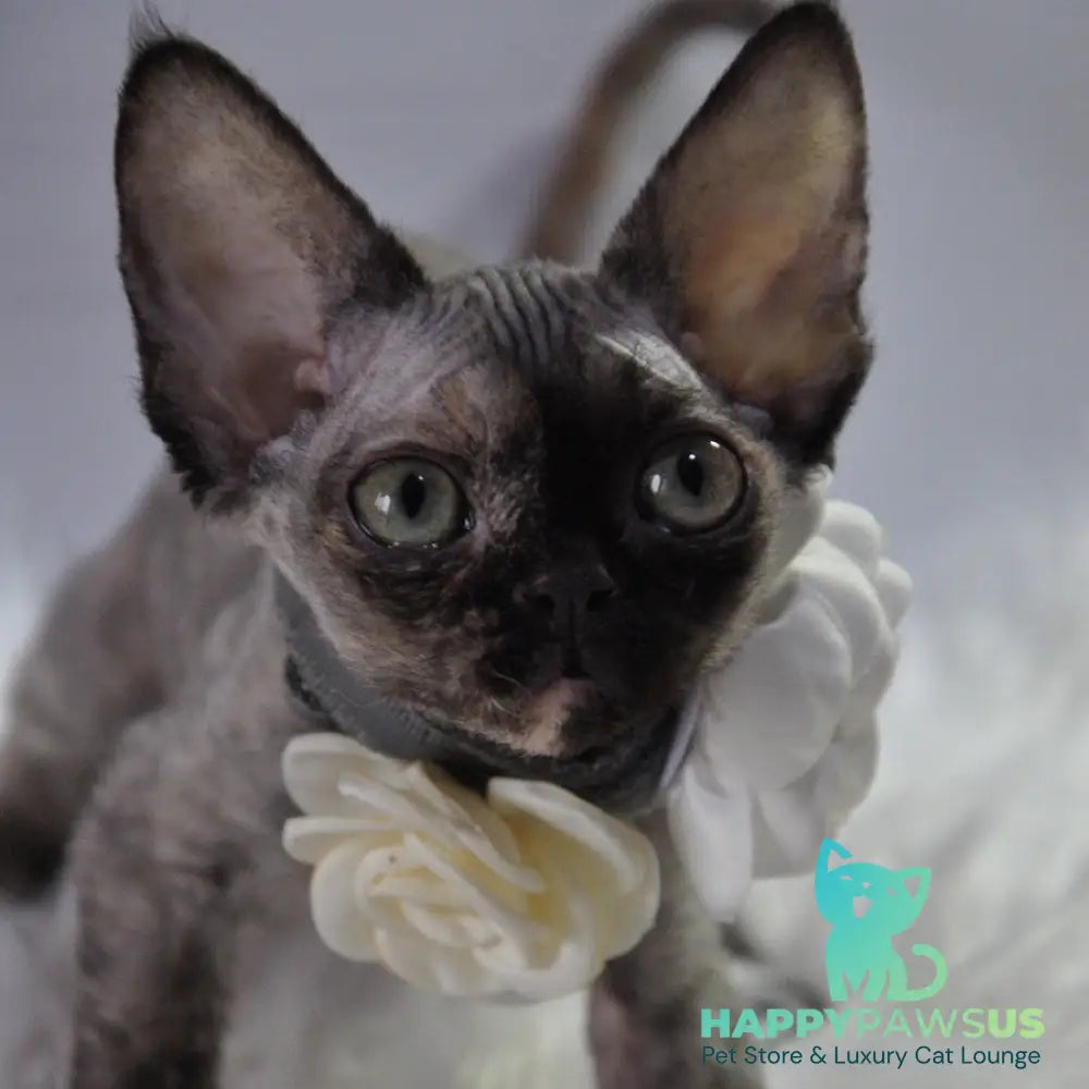 Nonna Devon Rex female black tortie - live animals