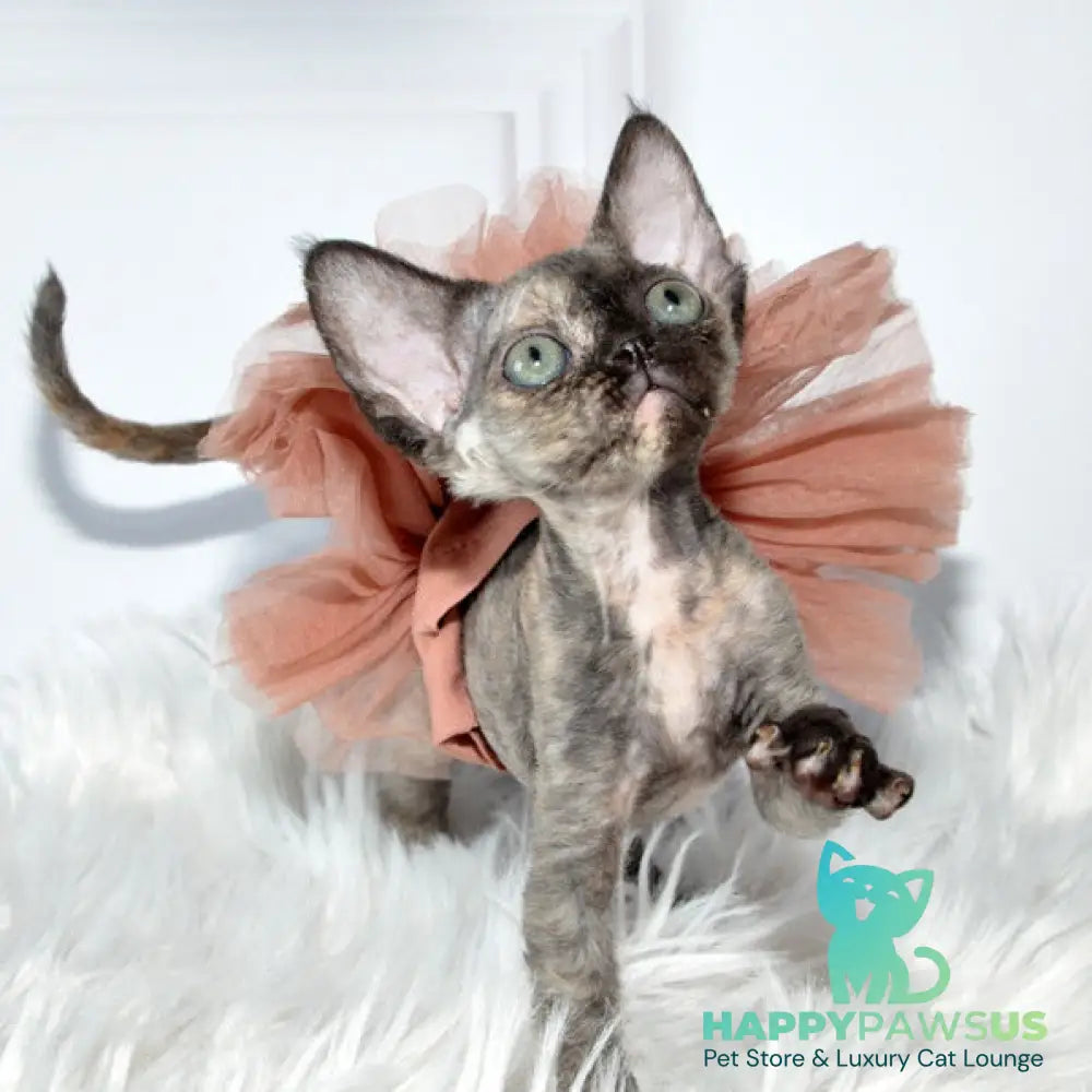 Nonna Devon Rex female black tortie - live animals